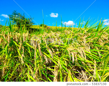 金黃的稻穀成熟了 53837130