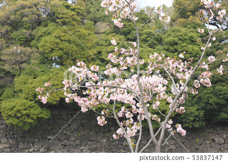 Cherry blossoms and Ishigaki Cherry blossoms and Ishigaki 53837147
