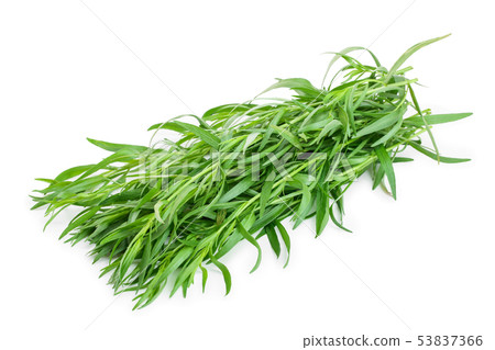 tarragon or estragon isolated on a white background. Artemisia dracunculus tarragon or estragon isolated on a white background. Artemisia dracunculus 53837366