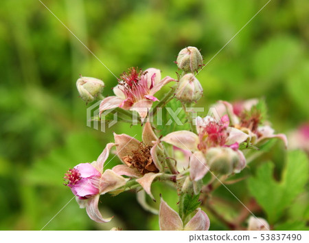 Navales strawberry 53837490