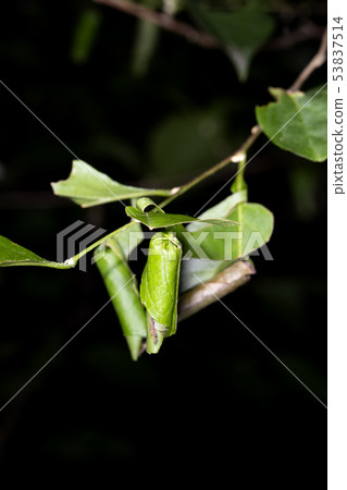 Egoturkubiotsubumi的搖籃 53837514