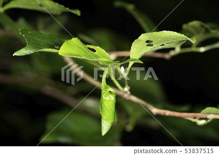 Egoturkubiotsubumi的搖籃 53837515