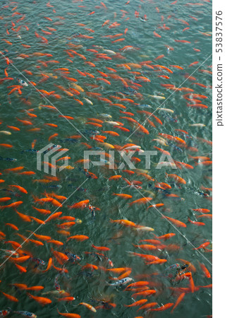 chinese fish in a pond in China 53837576