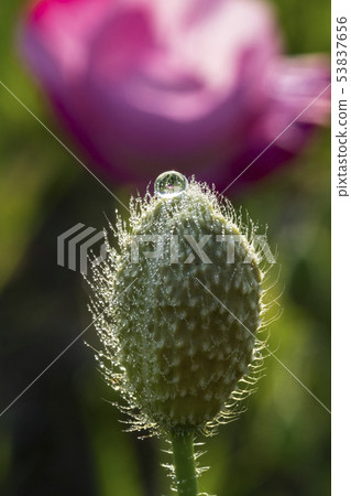 花罌粟 花罌粟 53837656