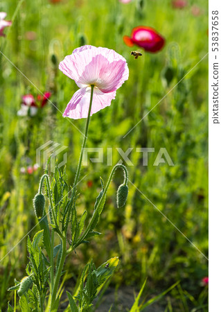 Flower poppy Flower poppy 53837658