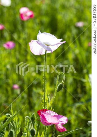Flower poppy Flower poppy 53837659