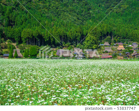 Buckwheat flower and Miyama Seki no Sato 53837747
