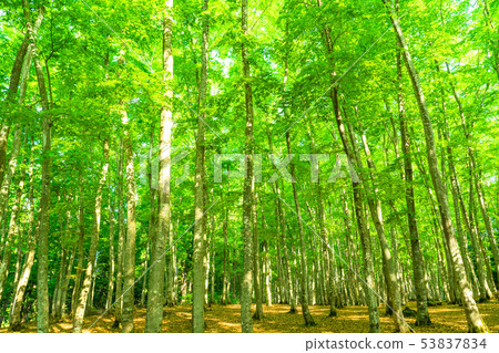 Fresh green and eco image 53837834