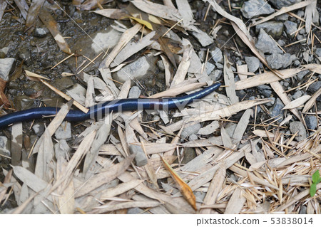 Seabolt earthworm in early summer 53838014