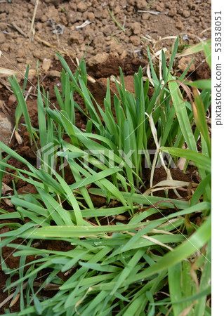 Cat grass, oats, oats, oats, pets, home gardening, image material Cat grass, oats, oats, oats, pets, home gardening, image material 53838051