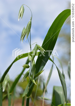 Grown-up cat grass, oats, oats, oats, pets, home gardening, image material Grown-up cat grass, oats, oats, oats, pets, home gardening, image material 53838052