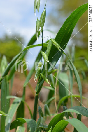Grown-up cat grass, oats, oats, oats, pets, home gardening, image material Grown-up cat grass, oats, oats, oats, pets, home gardening, image material 53838053