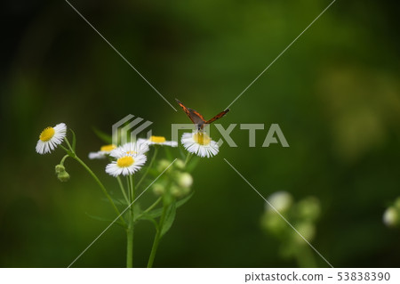 班尼和魚 53838390