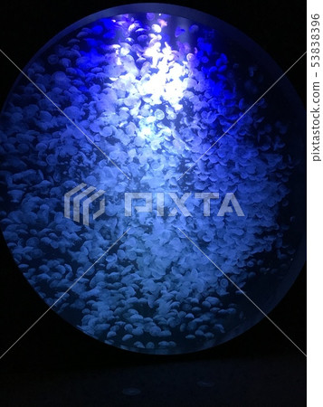 水母的神秘面紗 水母的神秘面紗 53838396