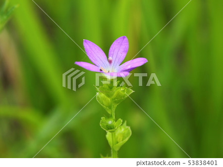 Flying snow Flying snow 53838401