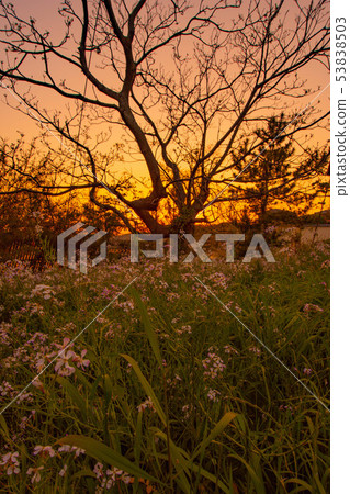 Dusk of the coast 53838503