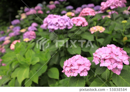 Hydrangea from Asukayama Park Hydrangea from Asukayama Park 53838584
