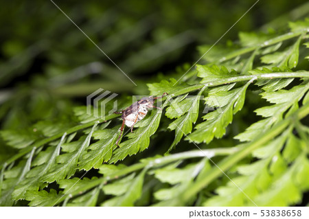 Hime Acinaga Kogane 53838658