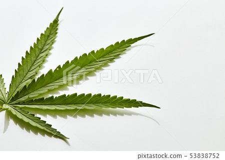 Cannabis fan leaf on white background 53838752