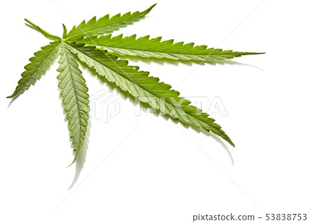 Cannabis fan leaf on white background 53838753