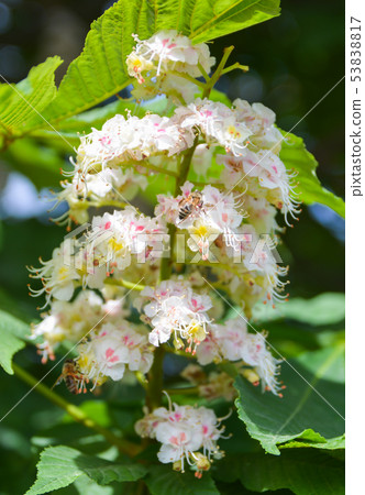 Chestnut flowers in spring. Aesculus hippocastanum. 53838817