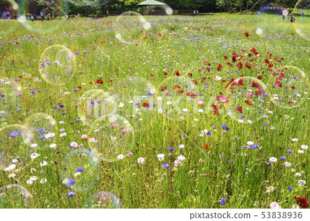 Soap bubble flower field poppy blue sky 53838936