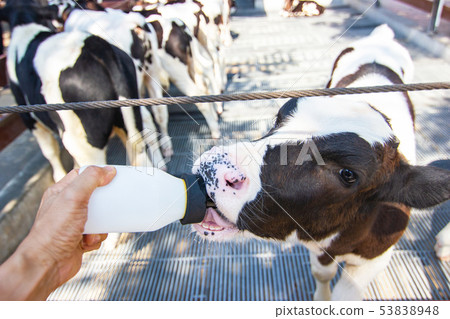Baby cow feeding on milk bottle by hand men 53838948