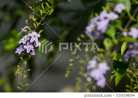 Small white mix violet flower or Duranta repens Small white mix violet flower or Duranta repens 53839694