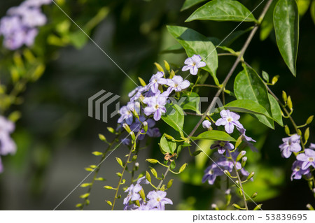 Small white mix violet flower or Duranta repens Small white mix violet flower or Duranta repens 53839695