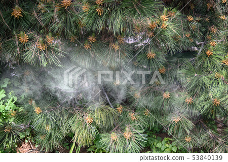 Fir tree brunch close up. Shallow focus. Fluffy fir tree brunch close up. Smoke. Copy space. 53840139