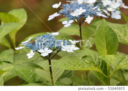  Gaku hydrangea 53840955