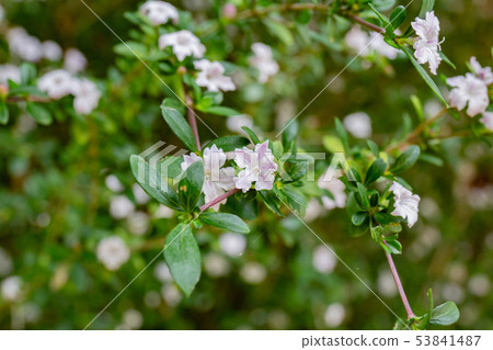 Hakuchoge of Kobe and Suma rikyu park 53841487