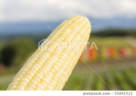 White corn White corn 53841521