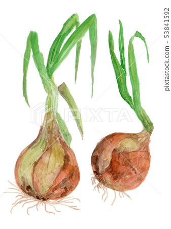 Allium cepa onion Allium cepa onion 53841592