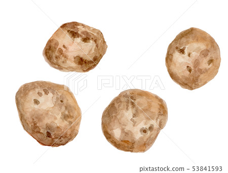 Solanum tuberosum potatoes 53841593