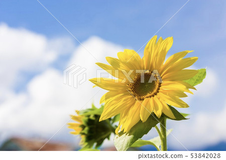 sunflower	 53842028