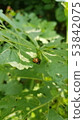 ladybug 53842075