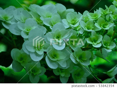 繡球 繡球 53842354