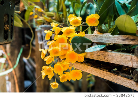 Dendrobium lindleyi. 53842575