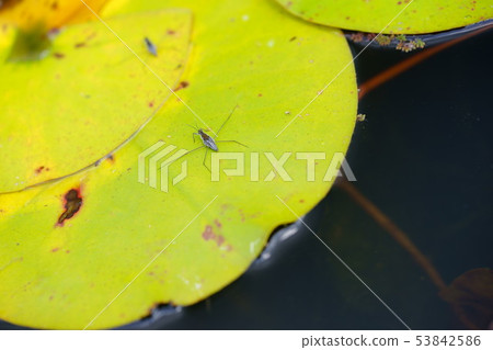 Water lily on a leaf Water lily on a leaf 53842586