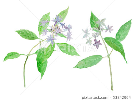 Hydrangea serrata Hydrangea 53842964