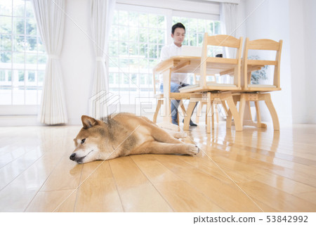 Living image with a dog 53842992