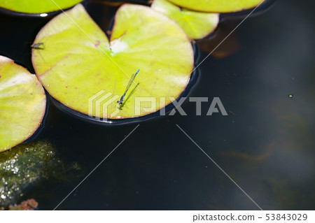 在荷花葉子的蜻蜓10 53843029