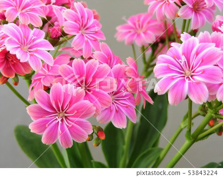 春天開花桃紅色lewissia特寫鏡頭 春天開花桃紅色lewissia特寫鏡頭 53843224