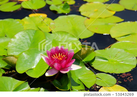 Water lily 1 53843269