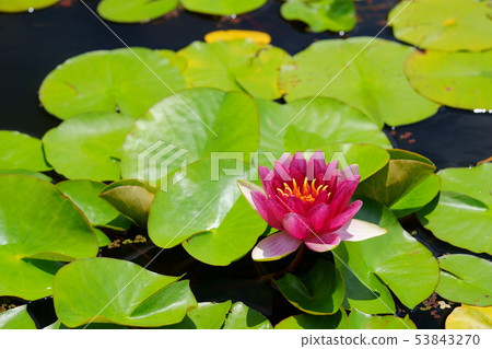 Water lily 2 53843270