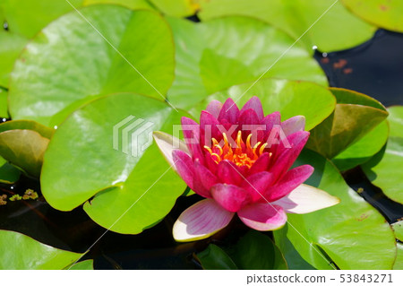 Water lily 3 53843271