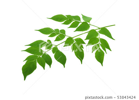 Indian cork leaf ( Millingtonia hortensis ) on 53843424