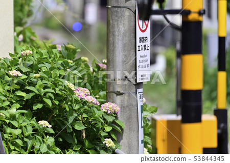 Hydrangea on the trackside [Kamakura city, Kanagawa Prefecture] Enoden 53844345