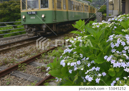 繡球花[神奈川縣鎌倉市] Enoden 53845252